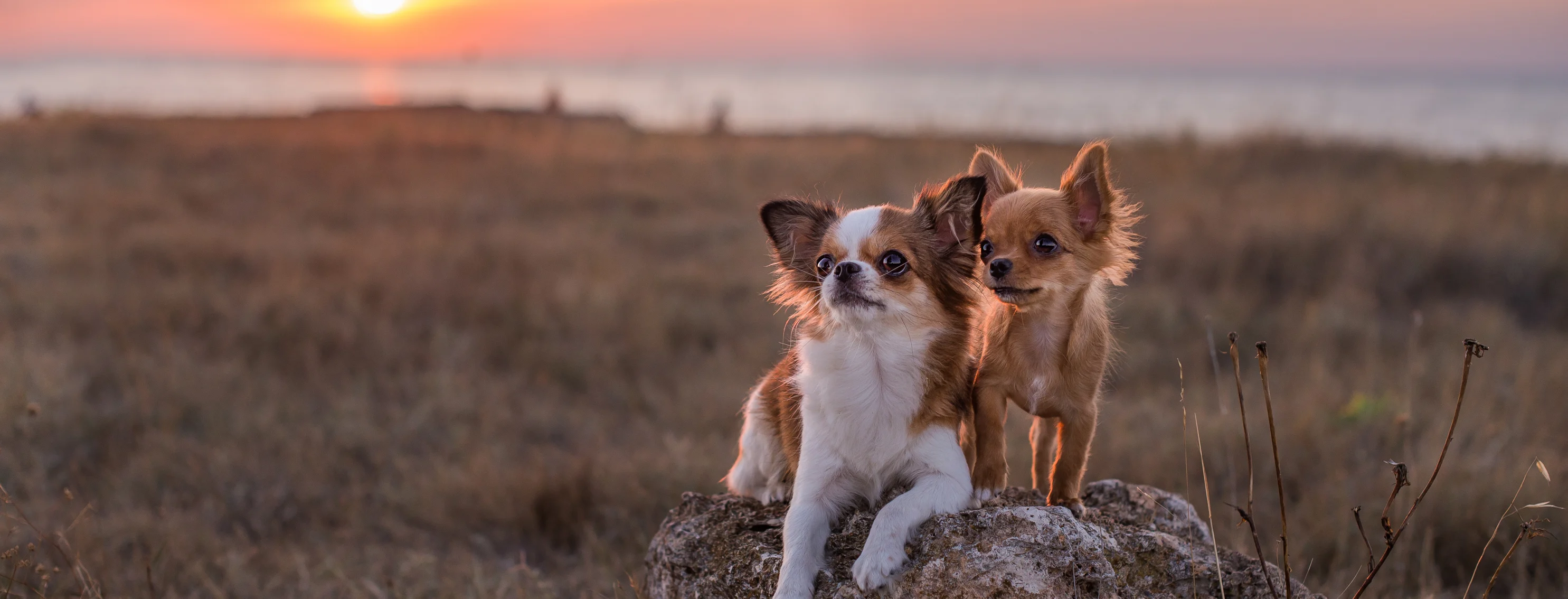 two dogs sitting on a rock with the sunset in the background